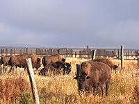 Bison