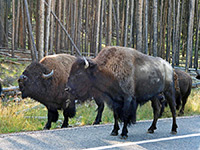 Bison on the highway