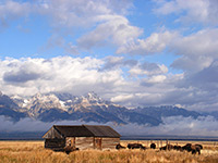 Bison in front of the Tetons