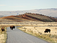 Bison