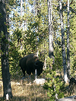 Bison in the woods