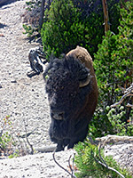 Bison in the woods