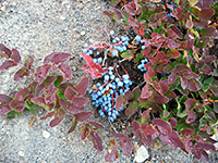 Blue berries