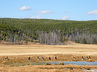 Canada geese