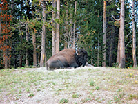 Bison