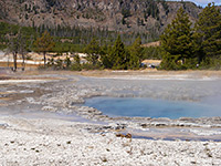 Cauliflower Geyser