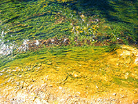 Green and yellow cyanobacteria