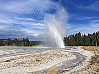 Daisy Geyser