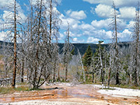 Trees in the Daisy area