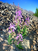 Flowers on a scree slope