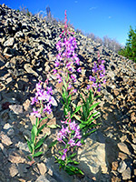 Fireweed