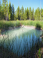 Pool and reeds