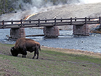 Bison