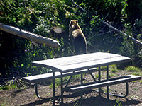 Bear at the trailhead