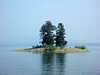 Trees on an island