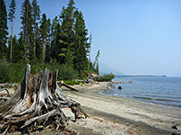 Trees by Jackson Lake