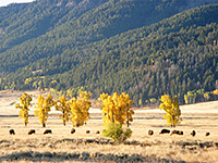 Bison in Lamar Valley