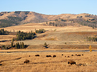 Bison ay Yellowstone