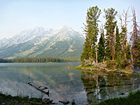 Trees by Leigh Lake