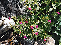 Lewis monkeyflower