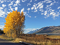 Aspen in the fall