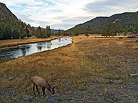 Elk near Madison