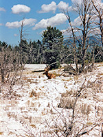 Elk on Main Terrace