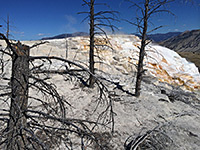 Trees near Canary Spring