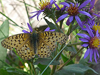 Butterfly on aster flower