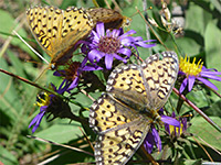 Mormon fritillaries