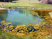 Pool with algae