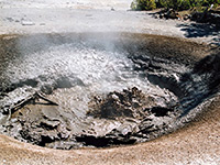 Tangled Root Spring