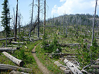 Fire-damaged woodland