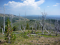 Trees near the summit
