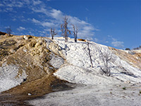 Trees on Palette Spring