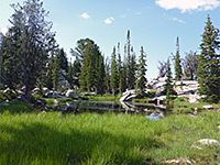Grassy pond