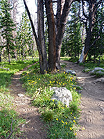 Yellow flowers