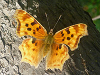 Satyr comma