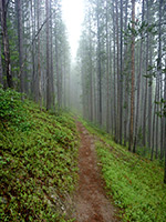 Straight path through misty trees