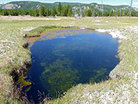 Algae-covered pool