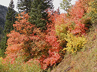 Red and yellow leaves