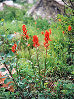 Red paintbrush