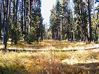 Meadow near Ribbon Lake