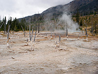 Dead trees near Heart Lake