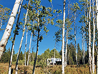 Aspen trunks