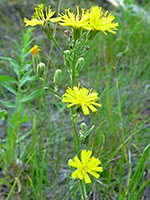 Scouler's hawkweed