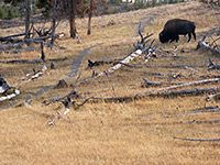 Bison next to the path