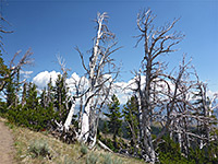 Dead trees