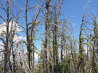 Mossy branches