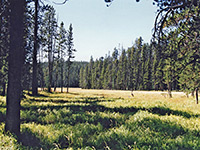 Meadow along the trail